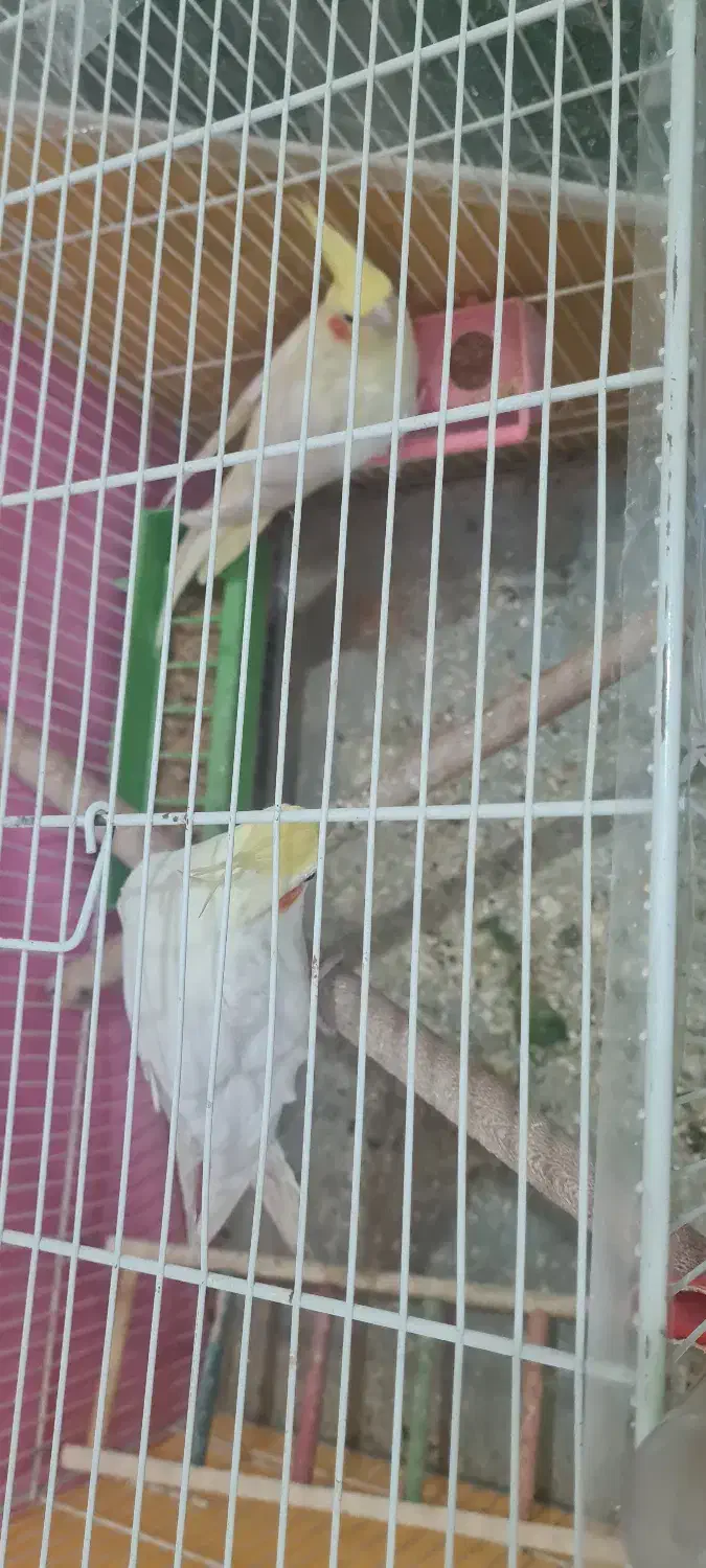 عروس هلندی|پرنده|قائن, |دیوار