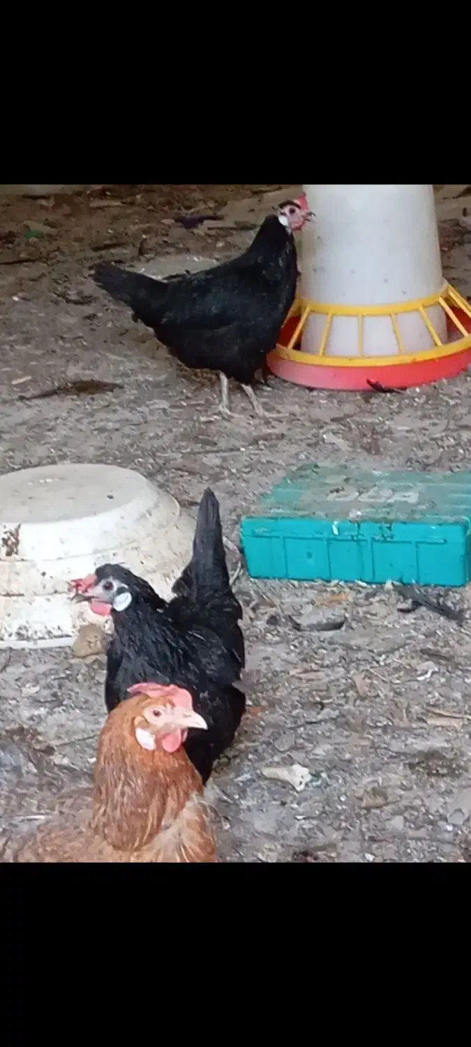 مرغ وخروس محلی|حیوانات مزرعه|کرمان, |دیوار