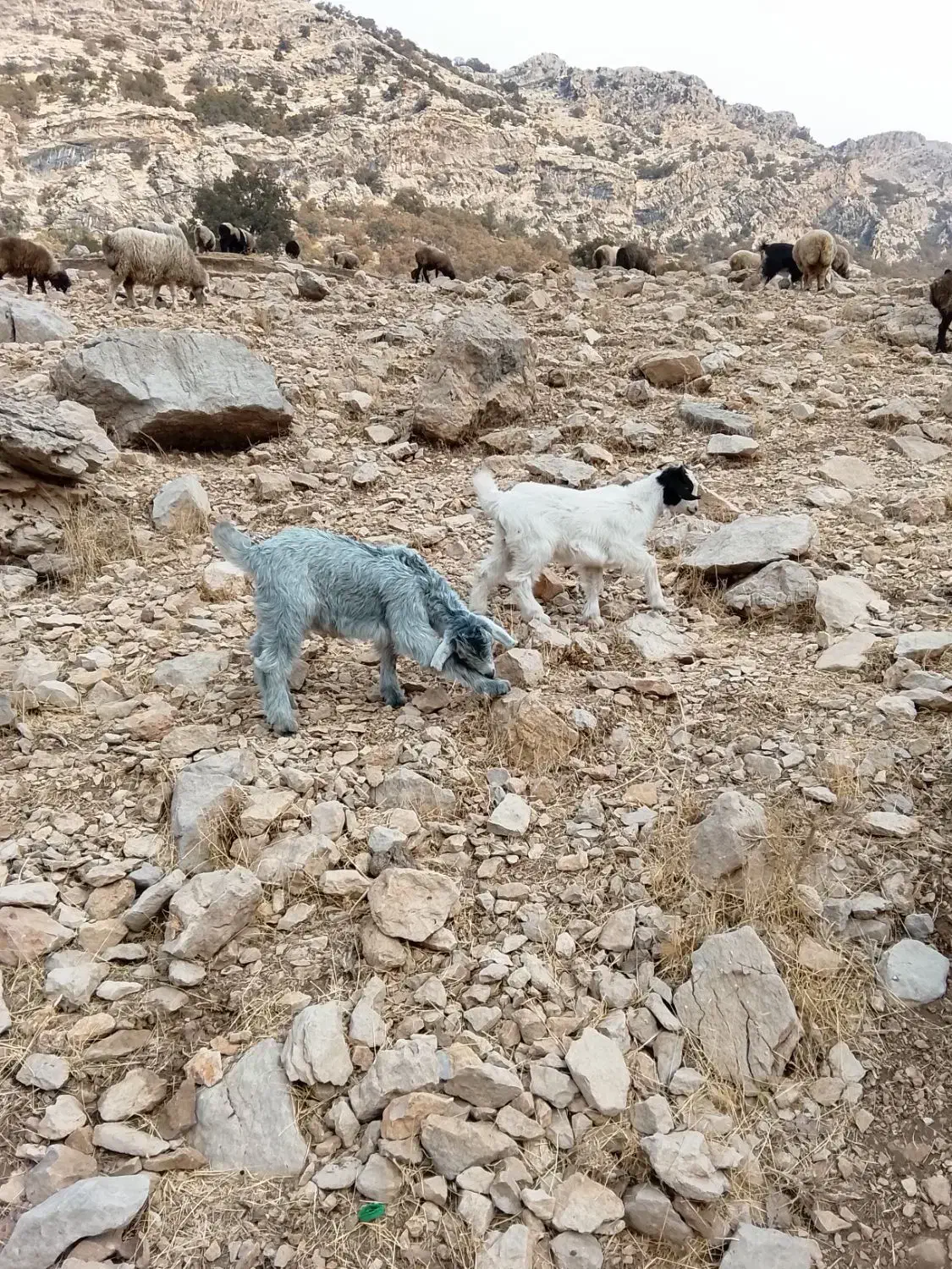 چهار راس بز با چهار راس کهره|حیوانات مزرعه|یاسوج, |دیوار