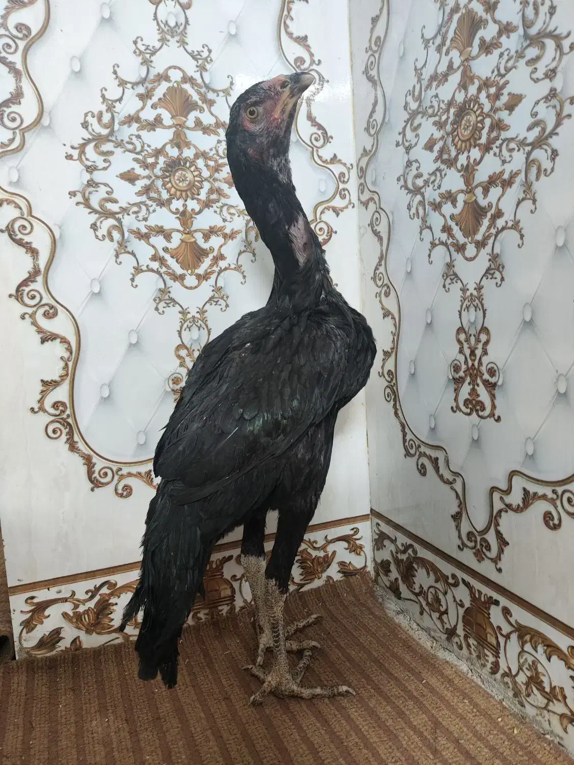 جوجه لاری اوشامو مرغ و خروس اصل دانگ بالا|حیوانات مزرعه|زاهدان, |دیوار