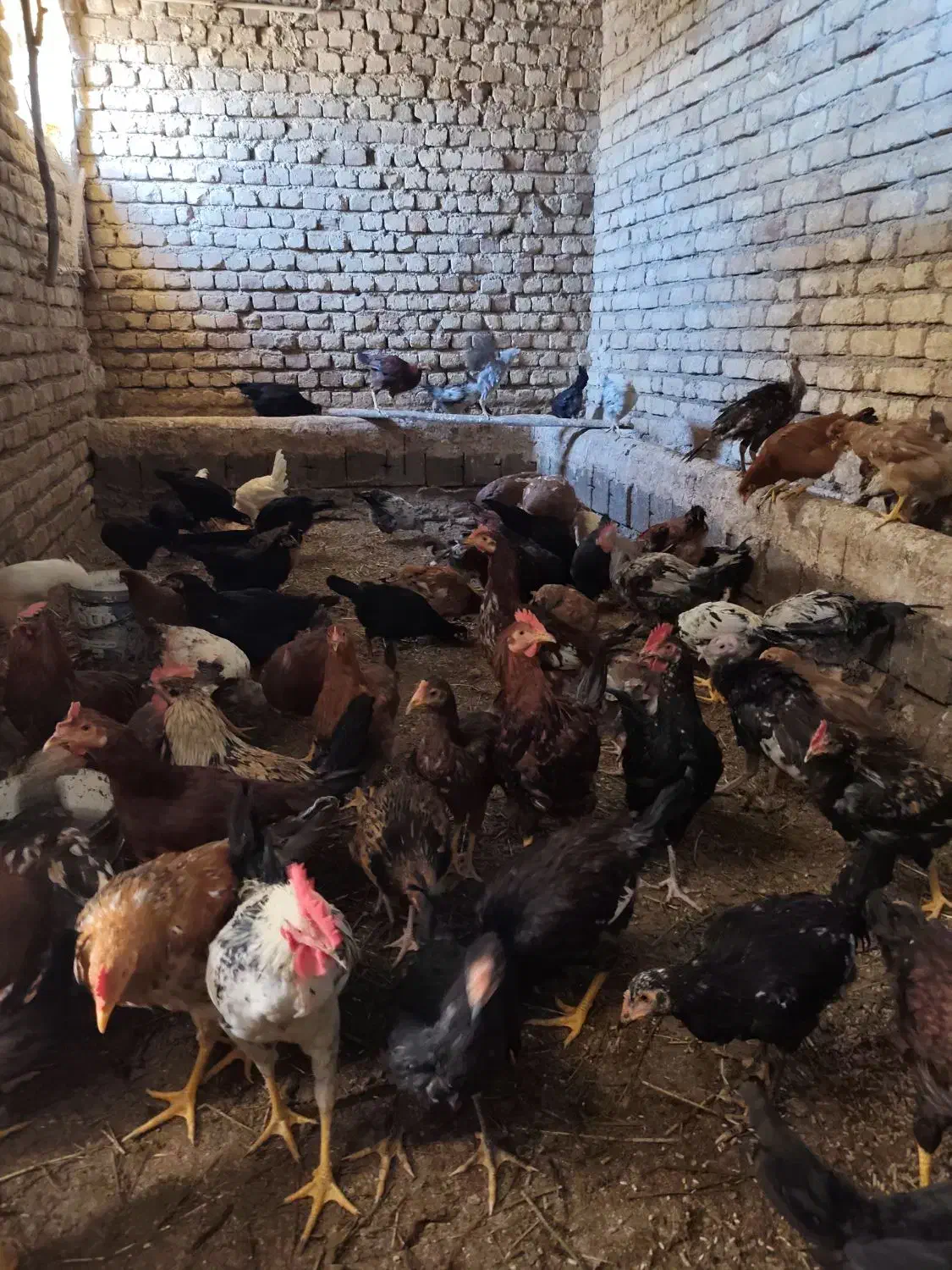 خروس محلی|حیوانات مزرعه|بیلوار, |دیوار