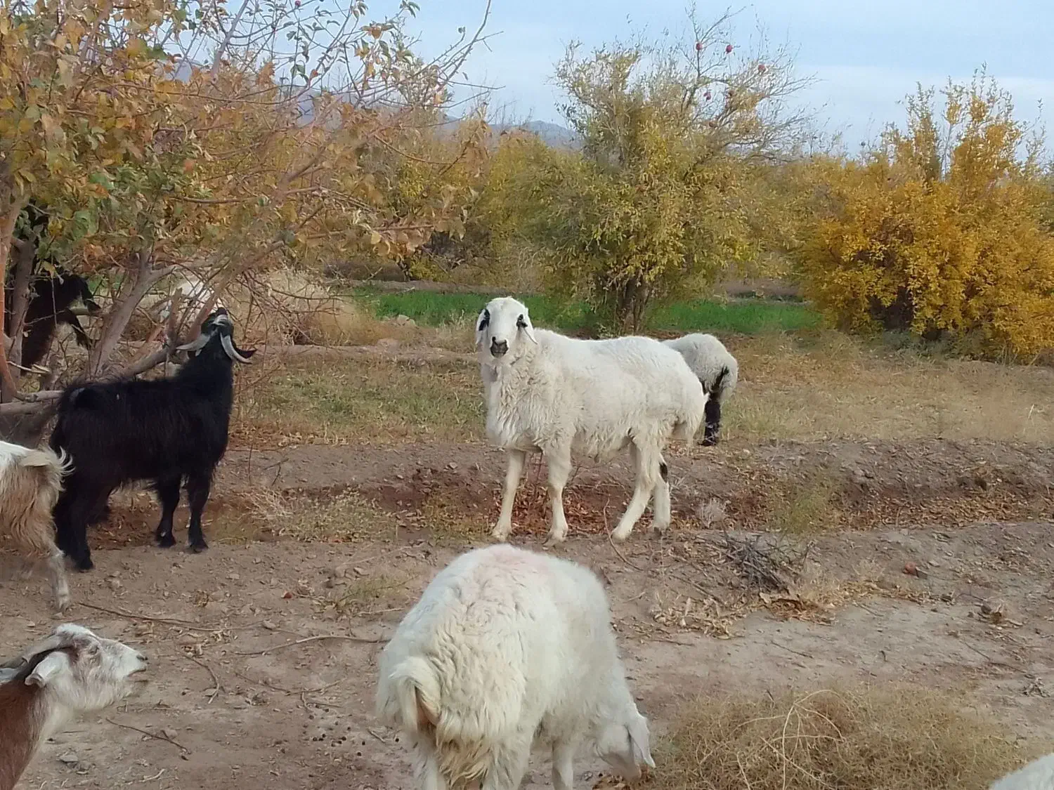 قوچ سفید|حیوانات مزرعه|نهبندان, |دیوار