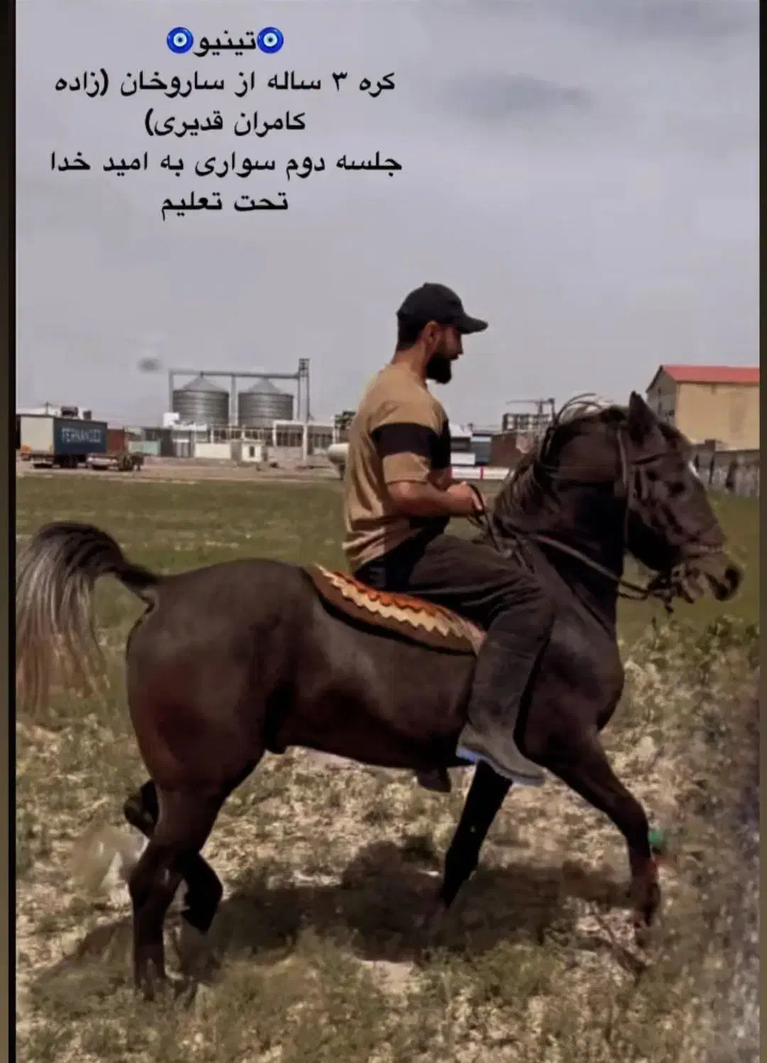 کره نریون 3به4نوه کامران قدیری|اسب و تجهیزات اسبسواری|ارومیه, |دیوار