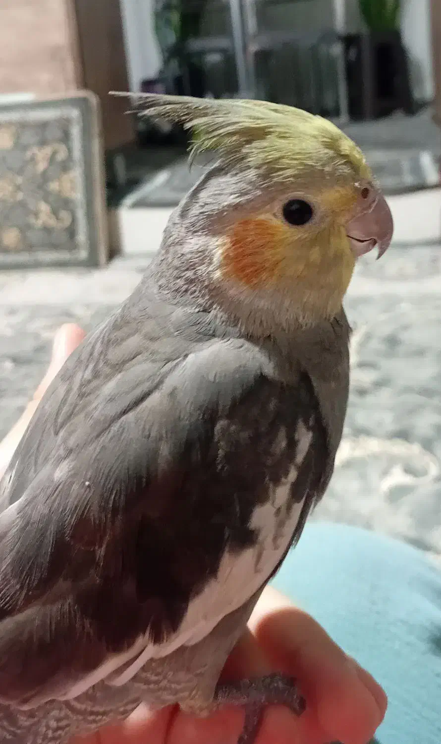 عروس هلندی نر رام سخنگو|پرنده|قدس, شهرقدس|دیوار