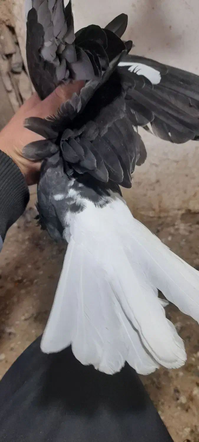 دم سفید|پرنده|کبودرآهنگ, |دیوار