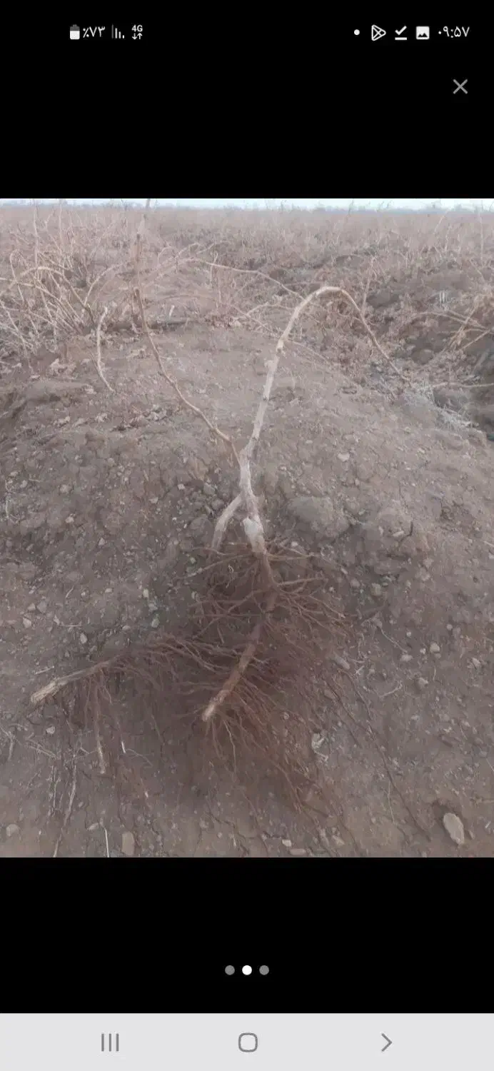 نهال انگو|گل و گیاه طبیعی|اسفرورین, |دیوار