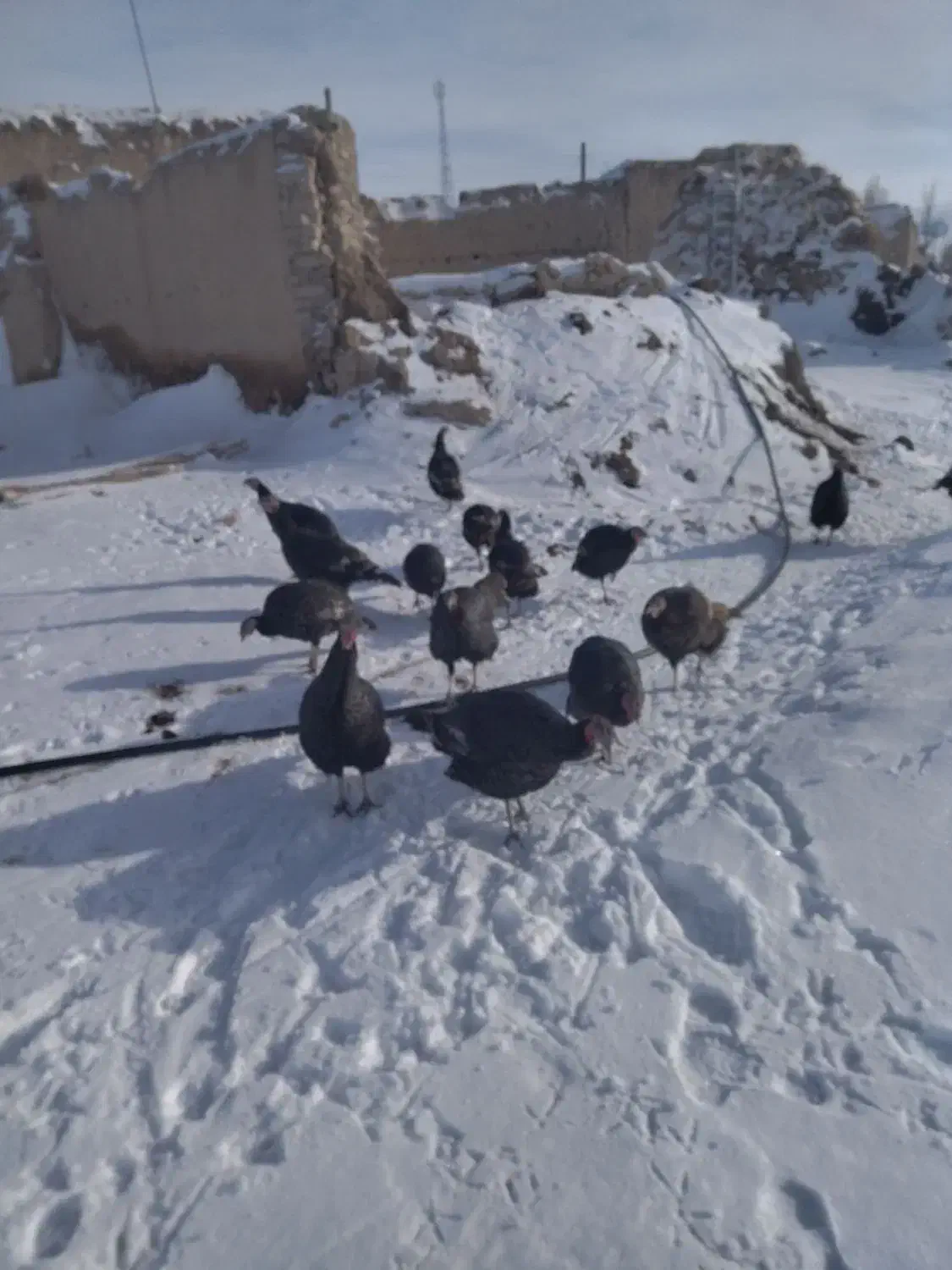 بوقلمون ماده|حیوانات مزرعه|نظر کهریزی, |دیوار