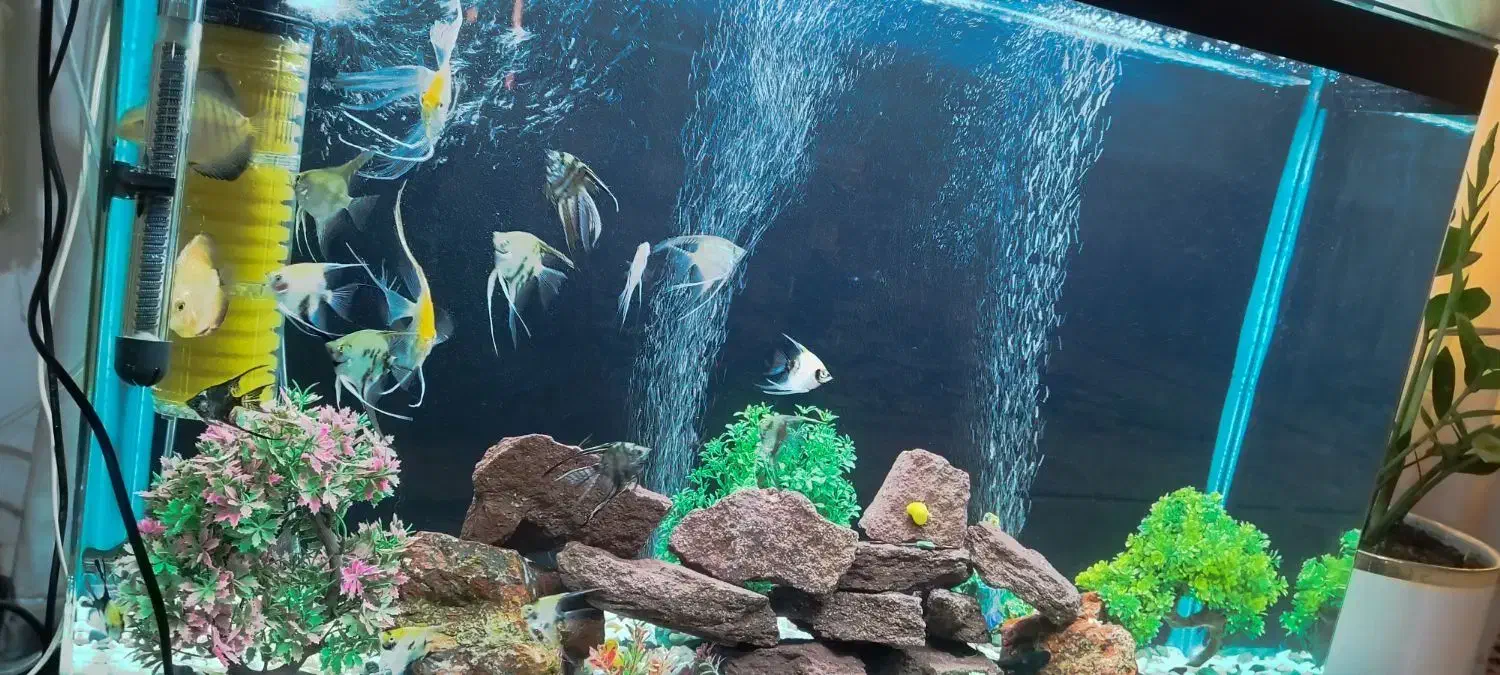 آکواریوم خوشکل پسند|ماهی|شوش, |دیوار