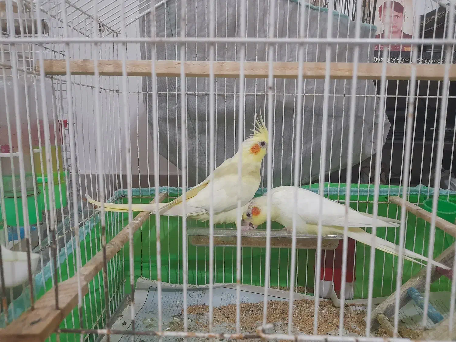 دو جفت عروس هلندی  + دو عروس هلندی ۳ ماهه|پرنده|رشت, دیلمان|دیوار