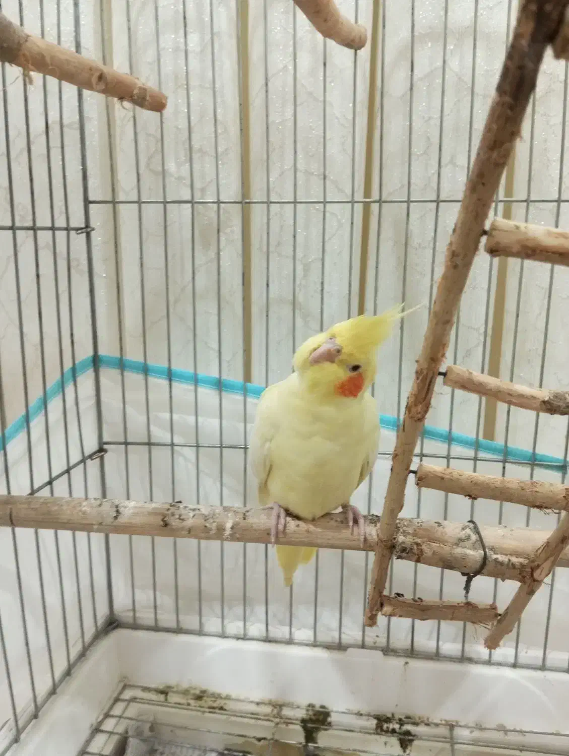 عروس هلندی|پرنده|اردبیل, |دیوار