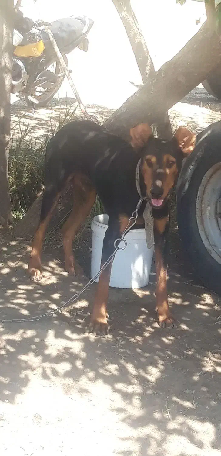 سگ دوبرمن اروپایی قیمت ۲۰|سگ|تهران, تهرانسر مرکزی|دیوار