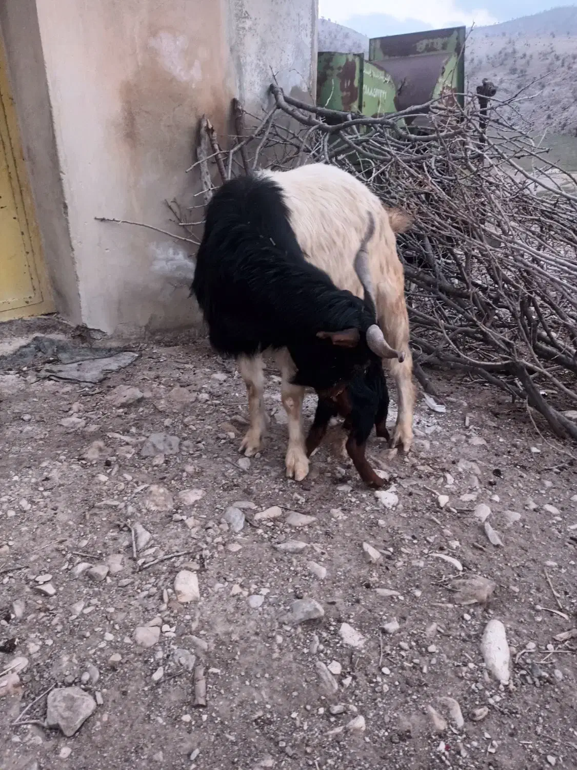 بزغاله|حیوانات مزرعه|ایلام, |دیوار