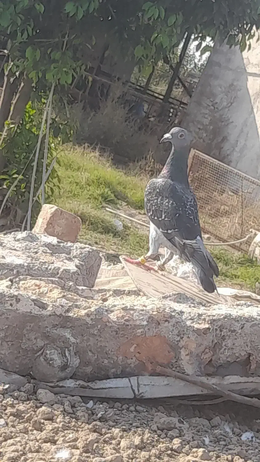 کبوتر دورگ|پرنده|گرگان, |دیوار