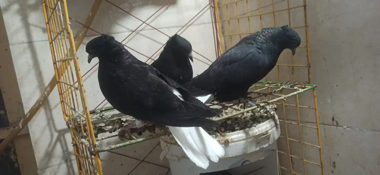 جوجه اشعل|پرنده|آبادان, |دیوار