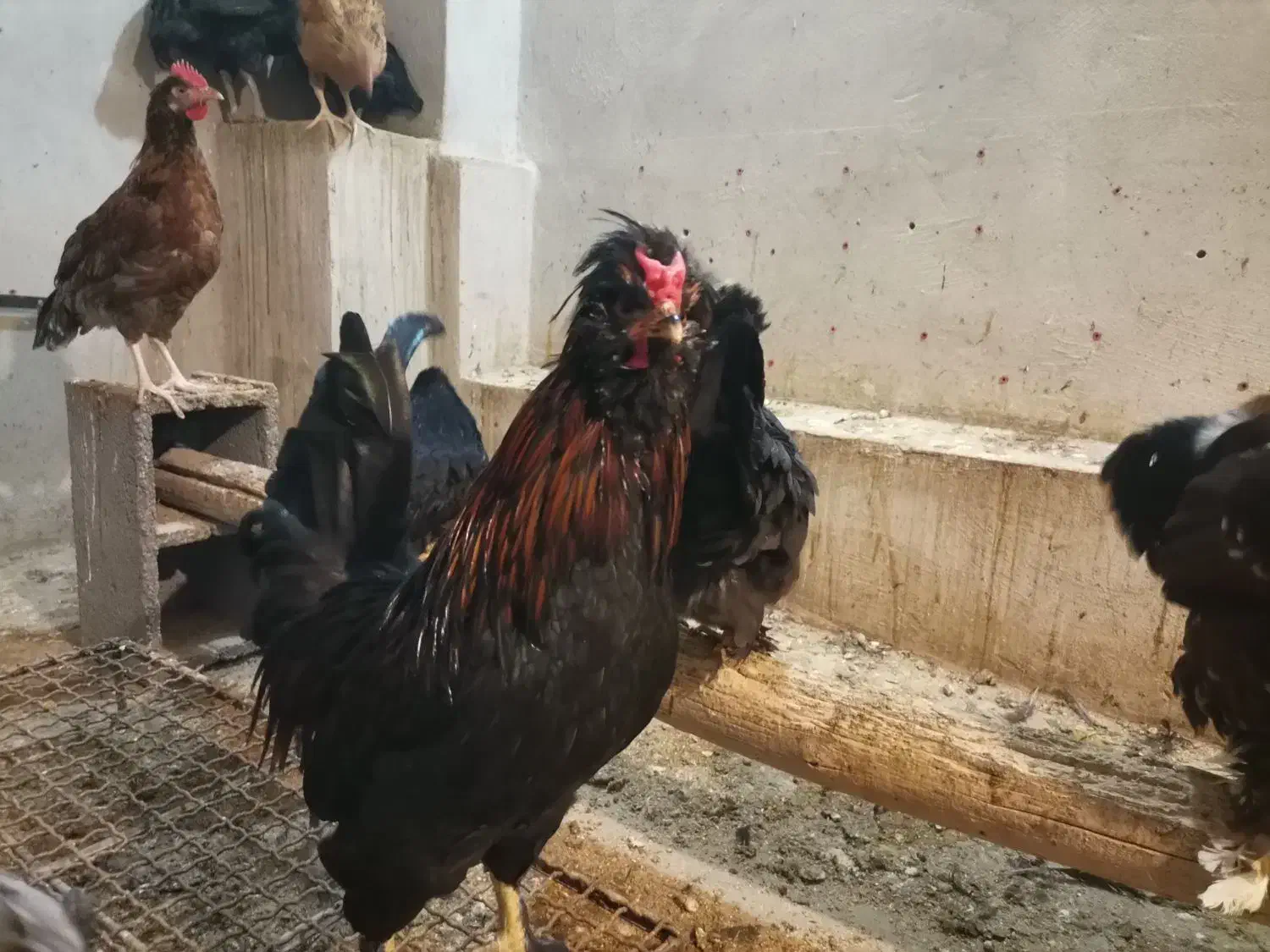 جوجه سلطان و جوجه محلی|حیوانات مزرعه|یزد, |دیوار