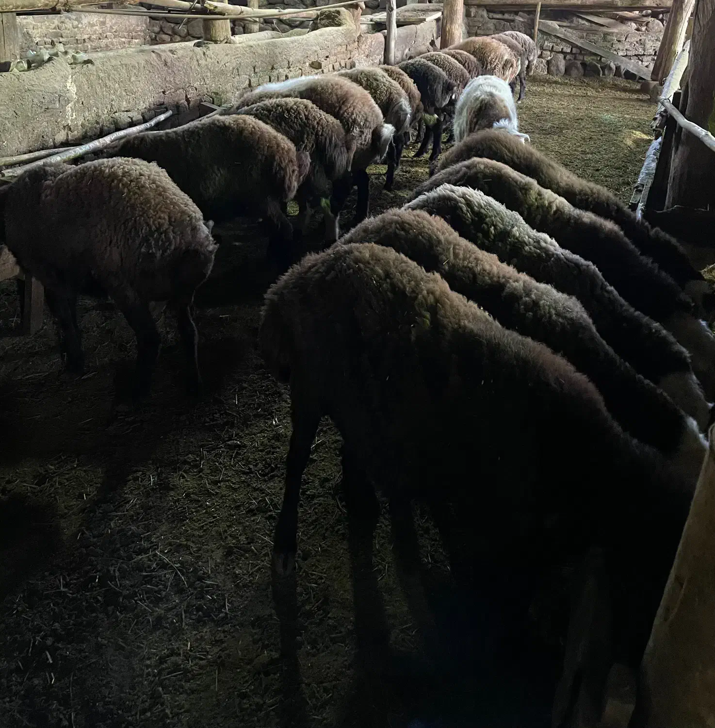 بره پروار|حیوانات مزرعه|طالقان, |دیوار