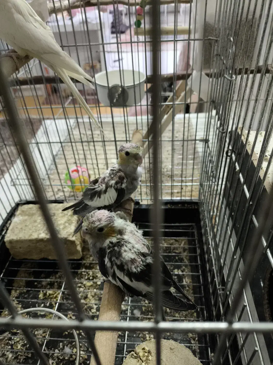 عروس هلندی|پرنده|شاهین‌شهر, شهرک ردانی پور|دیوار