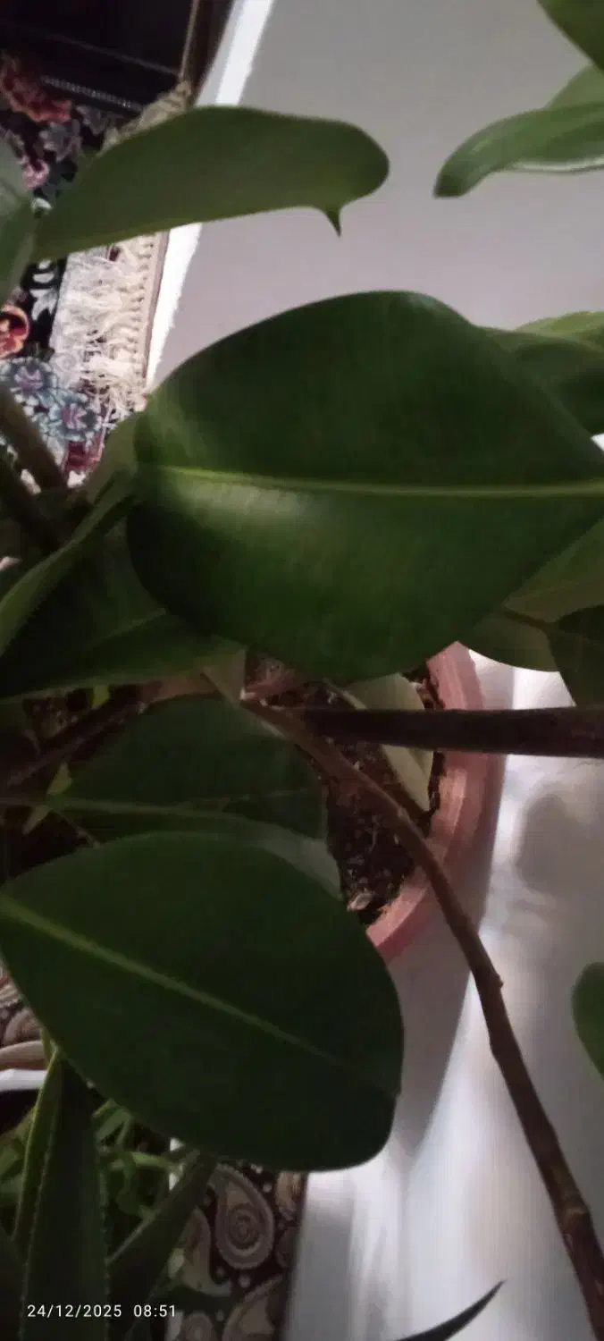 گل زیبا|گل و گیاه طبیعی|کلاترزان, |دیوار