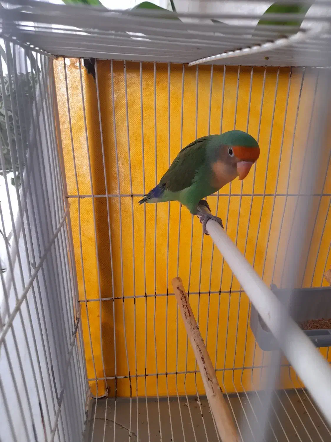 عروس هلندی|پرنده|تربت‌حیدریه, شهرک ولیعصر|دیوار