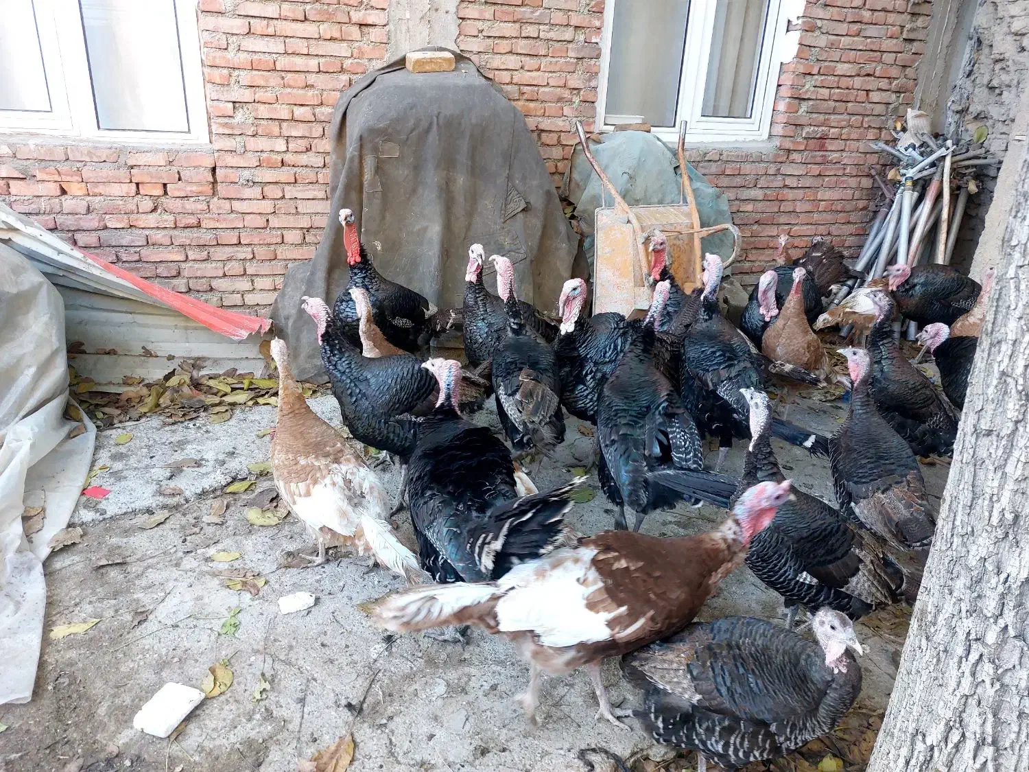 قلی محلی|حیوانات مزرعه|سقز, |دیوار