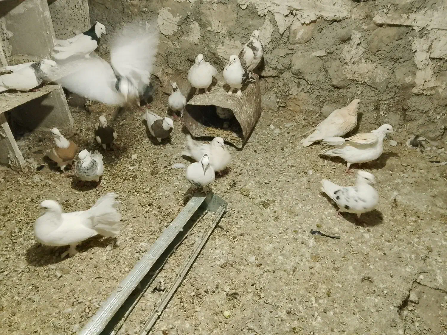 ۱۲تا کفتر تهرانی|پرنده|زاگرس, |دیوار