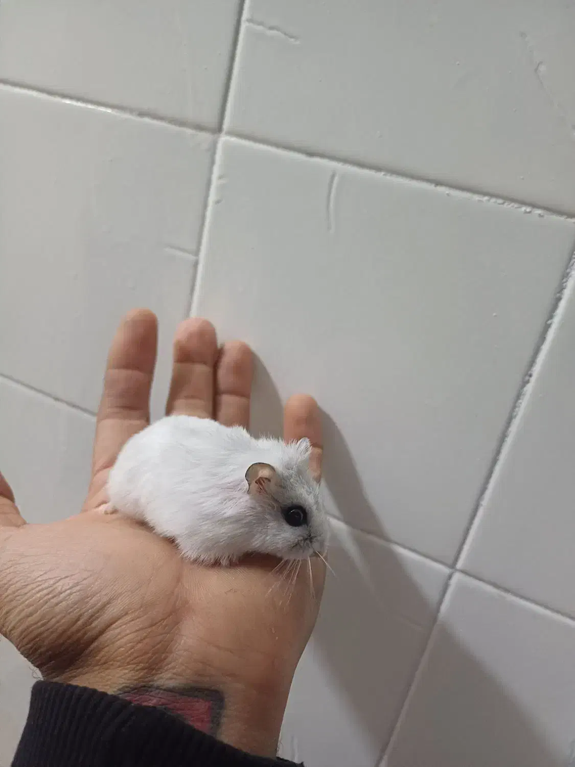 همستر خونگی|موش و خرگوش|یزد, |دیوار