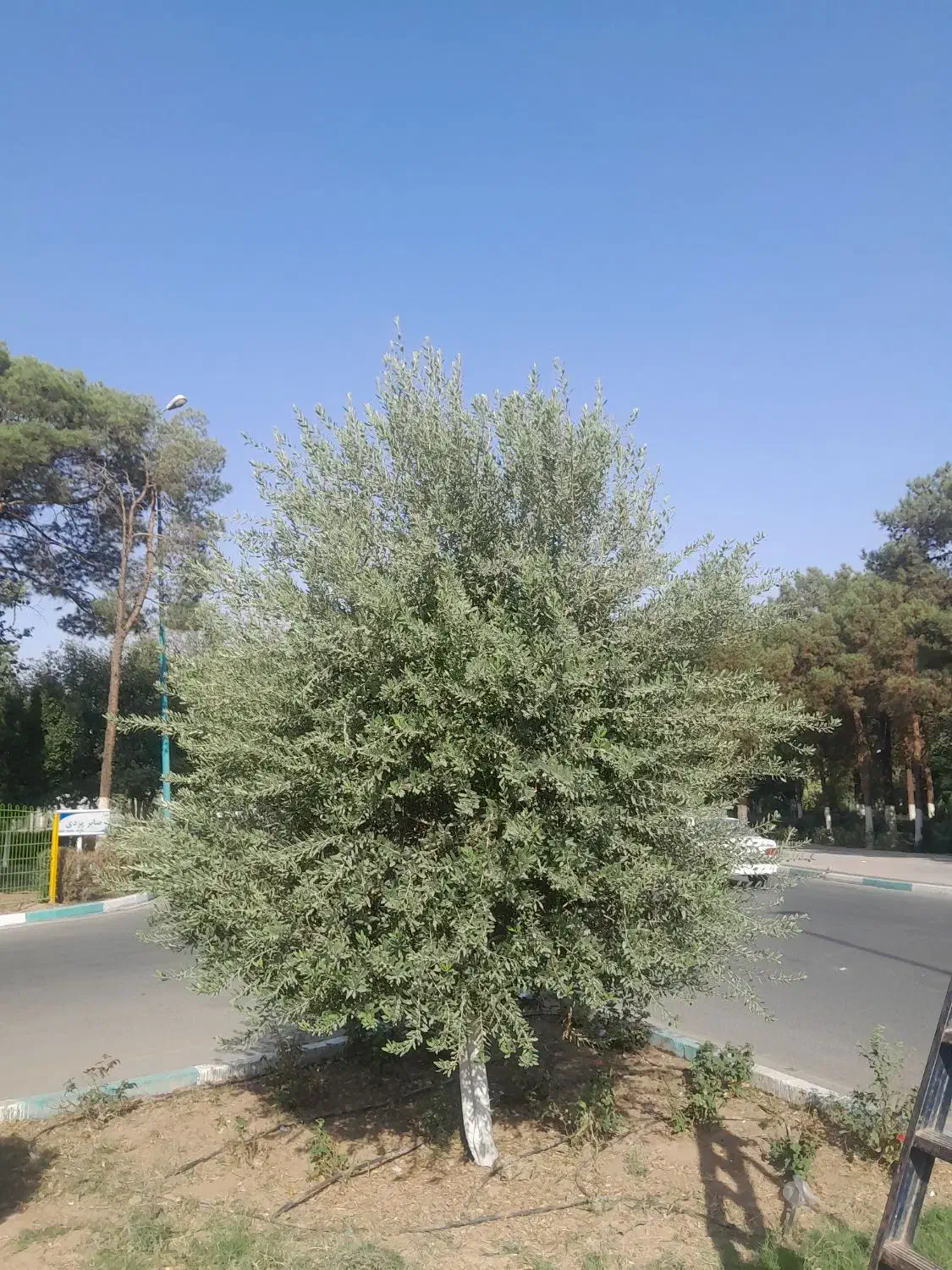 هرس کاری وباغبانی|خدمات باغبانی و درختکاری|یزد, |دیوار