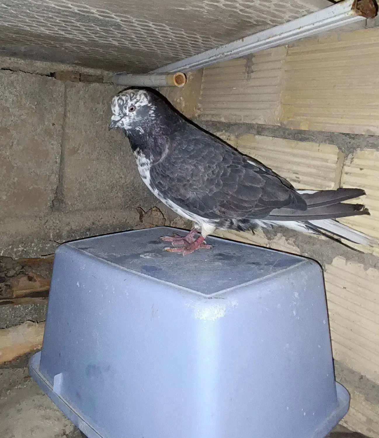 کبوتر|پرنده|کوهدشت, |دیوار