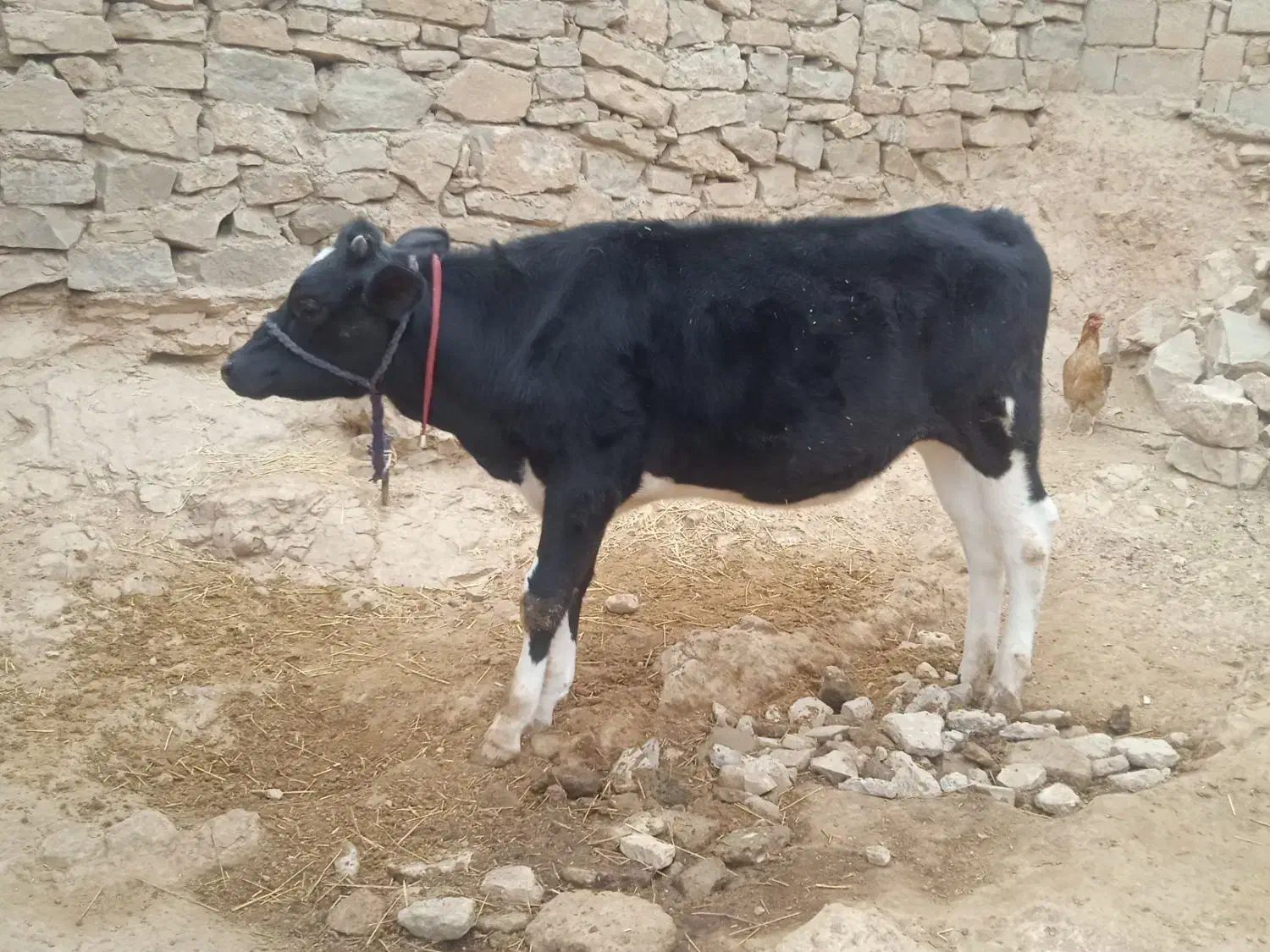 گوساله|حیوانات مزرعه|ایذه, |دیوار