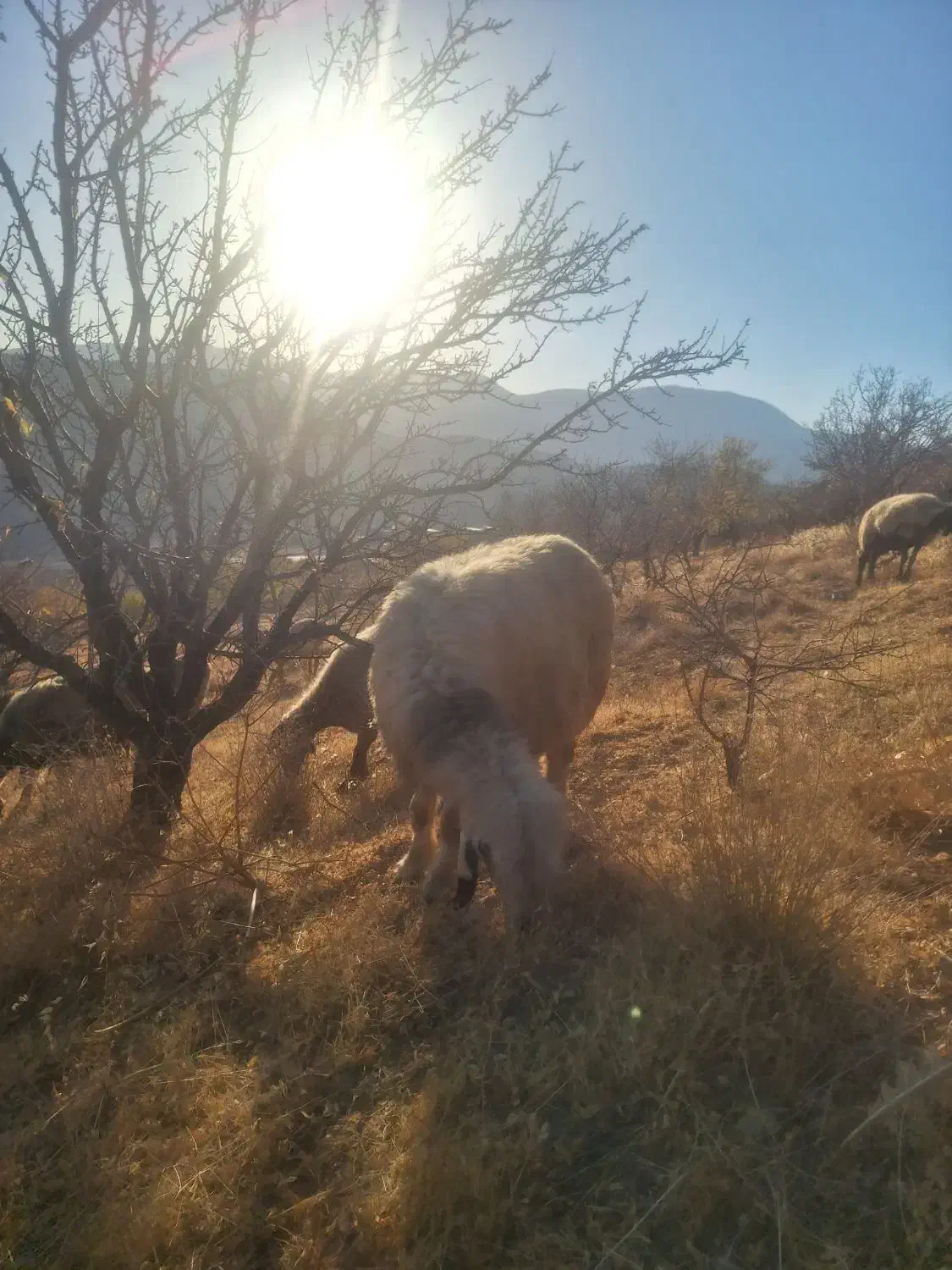 میش بختیاری (سپیدان)|حیوانات مزرعه|سپیدان, |دیوار