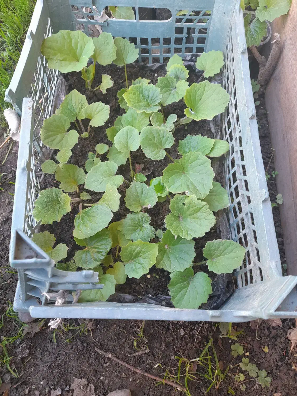 گل سینره|گل و گیاه طبیعی|تالش, هشتپر|دیوار