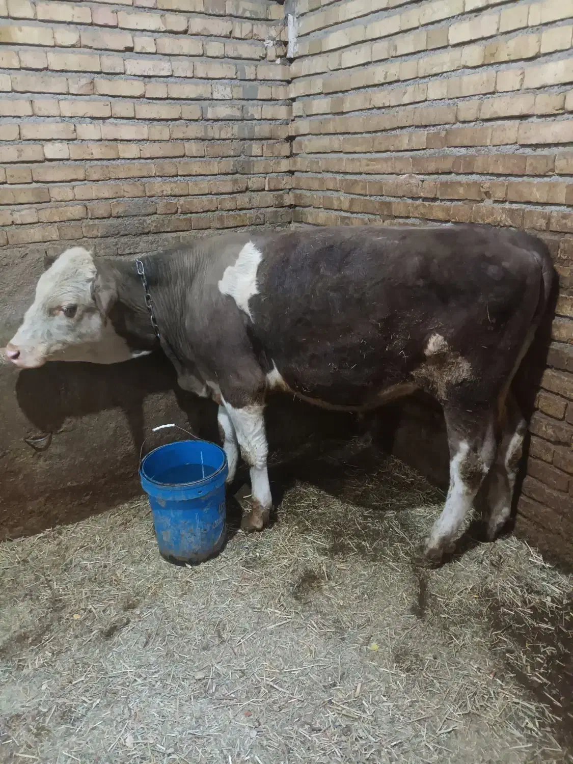 گوساله|حیوانات مزرعه|کلاترزان, |دیوار