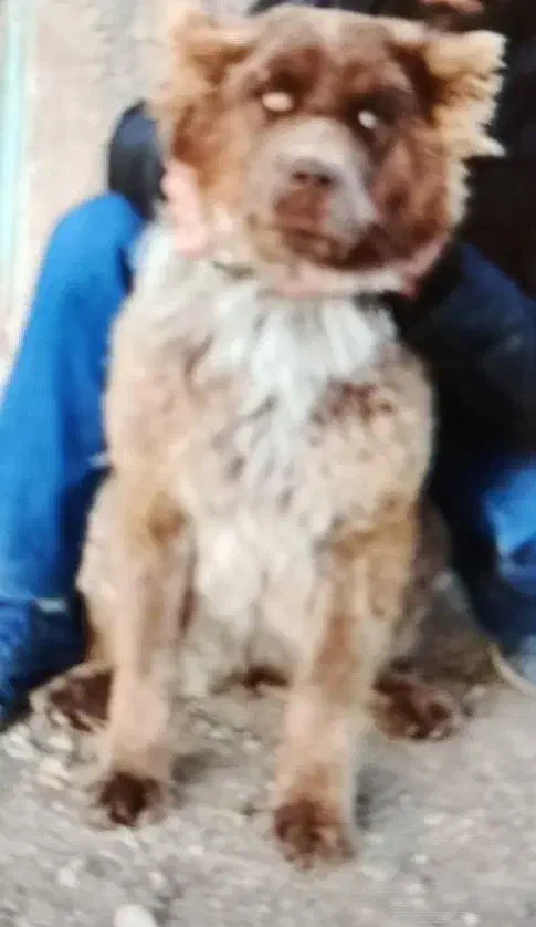 یه جفت توله قدرجونی ۶ماه سرخ|سگ|زرقان, |دیوار