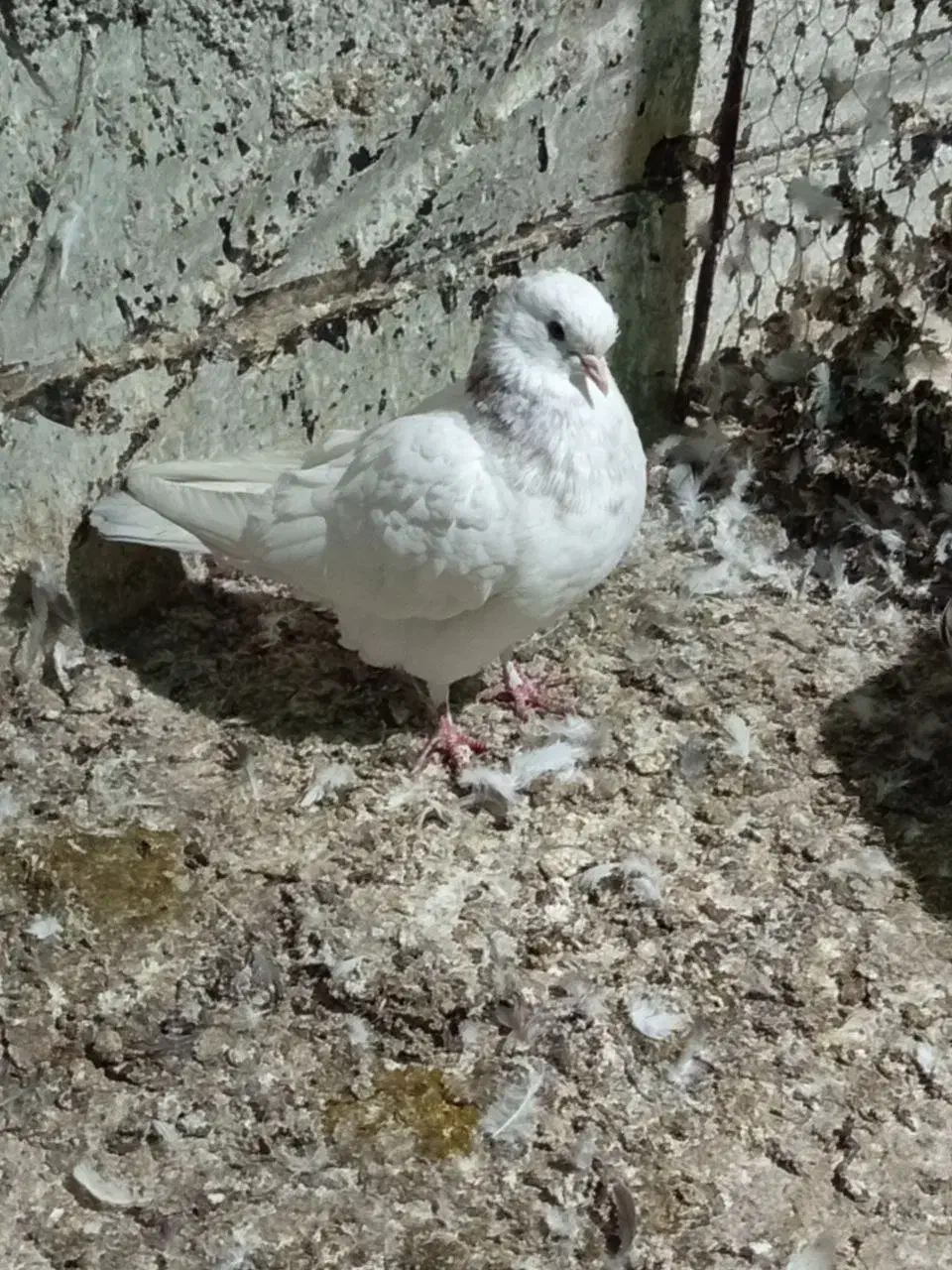 دو عدد ماده کفتر|پرنده|گرگان, |دیوار