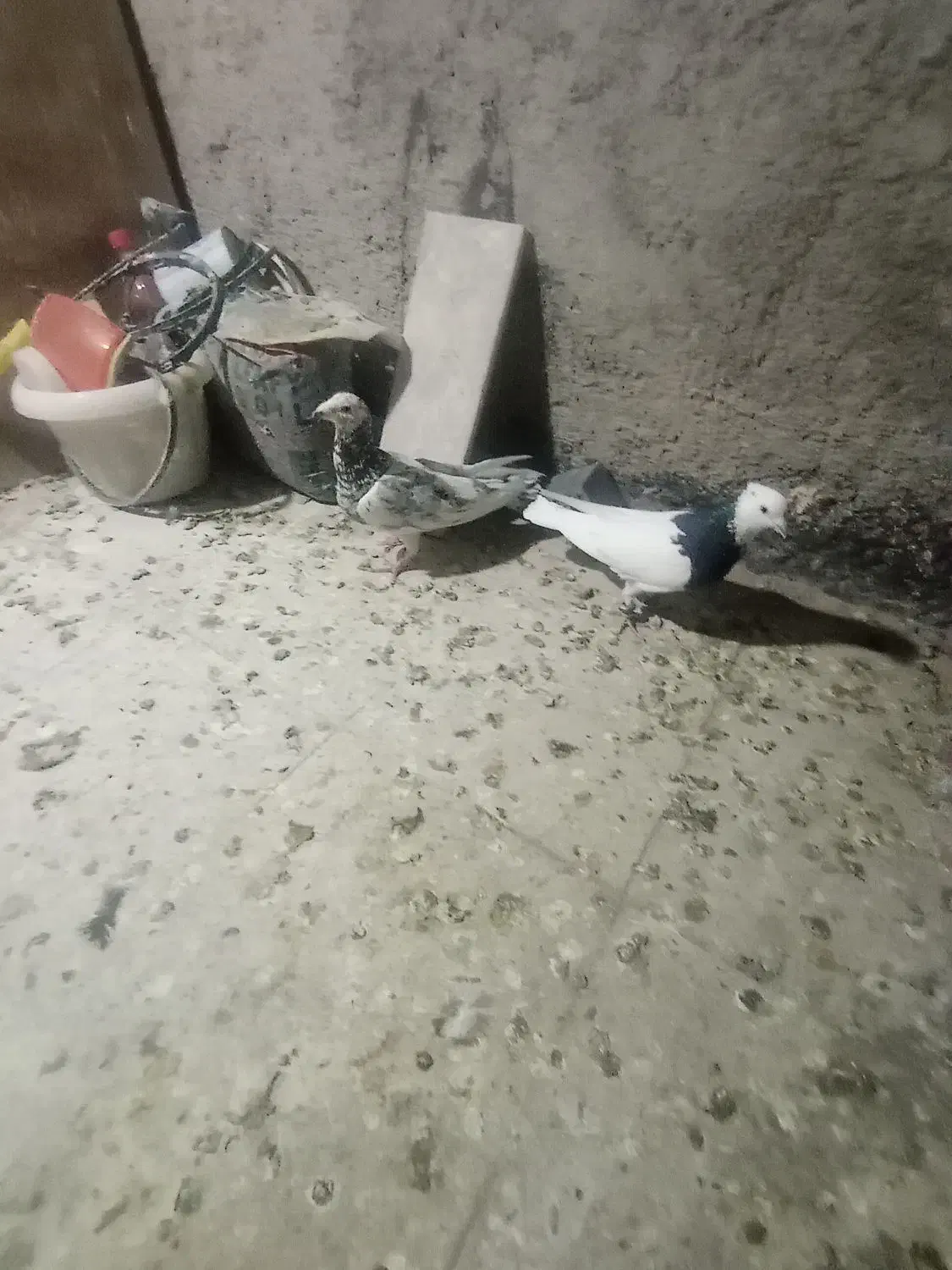 کبوتر رنگی|پرنده|سبزوار, امیر کبیر|دیوار