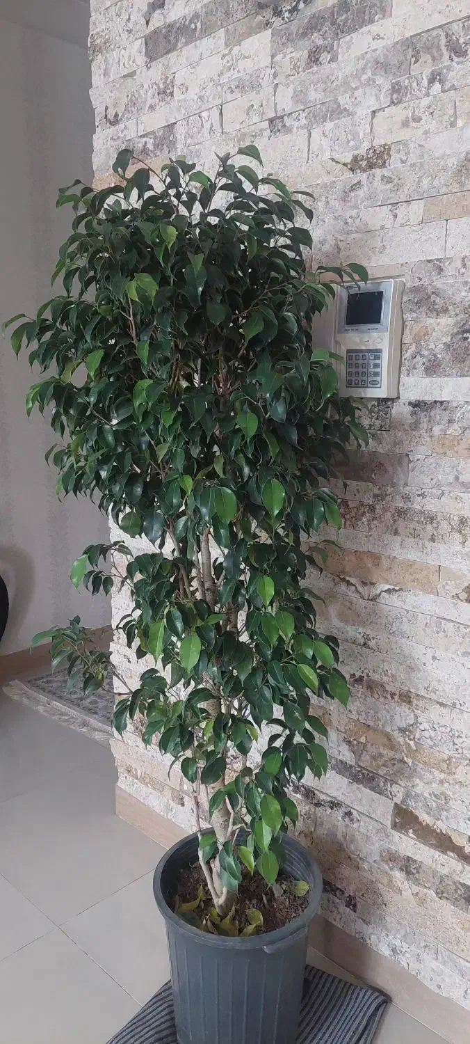 درختچه بنجامین 170 سانتی|گل و گیاه طبیعی|کرج, گلشهر|دیوار