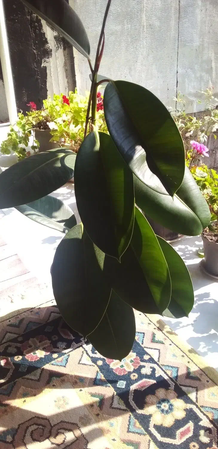 گل زیبا|گل و گیاه طبیعی|لیسار, |دیوار