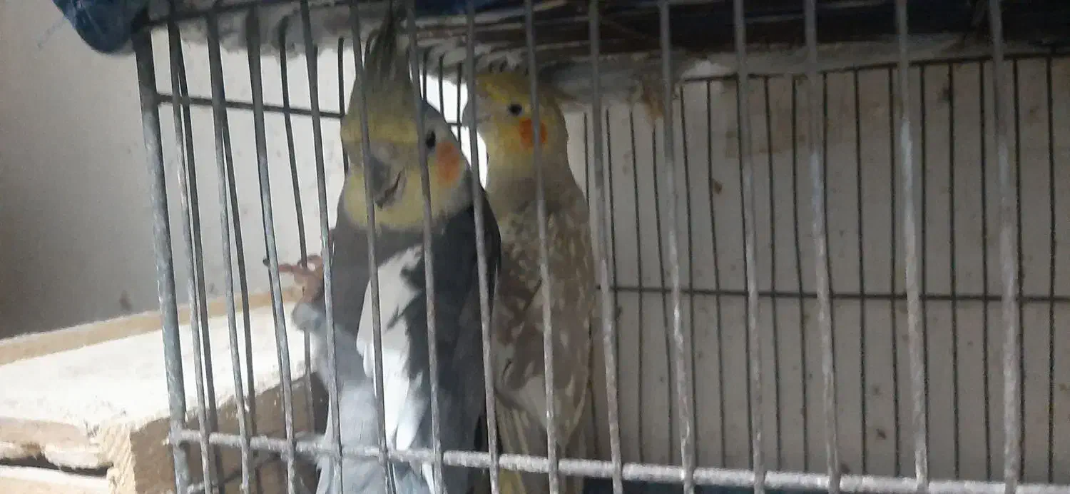 جفت عروس  زیبا|پرنده|رشت, رودبارتان|دیوار