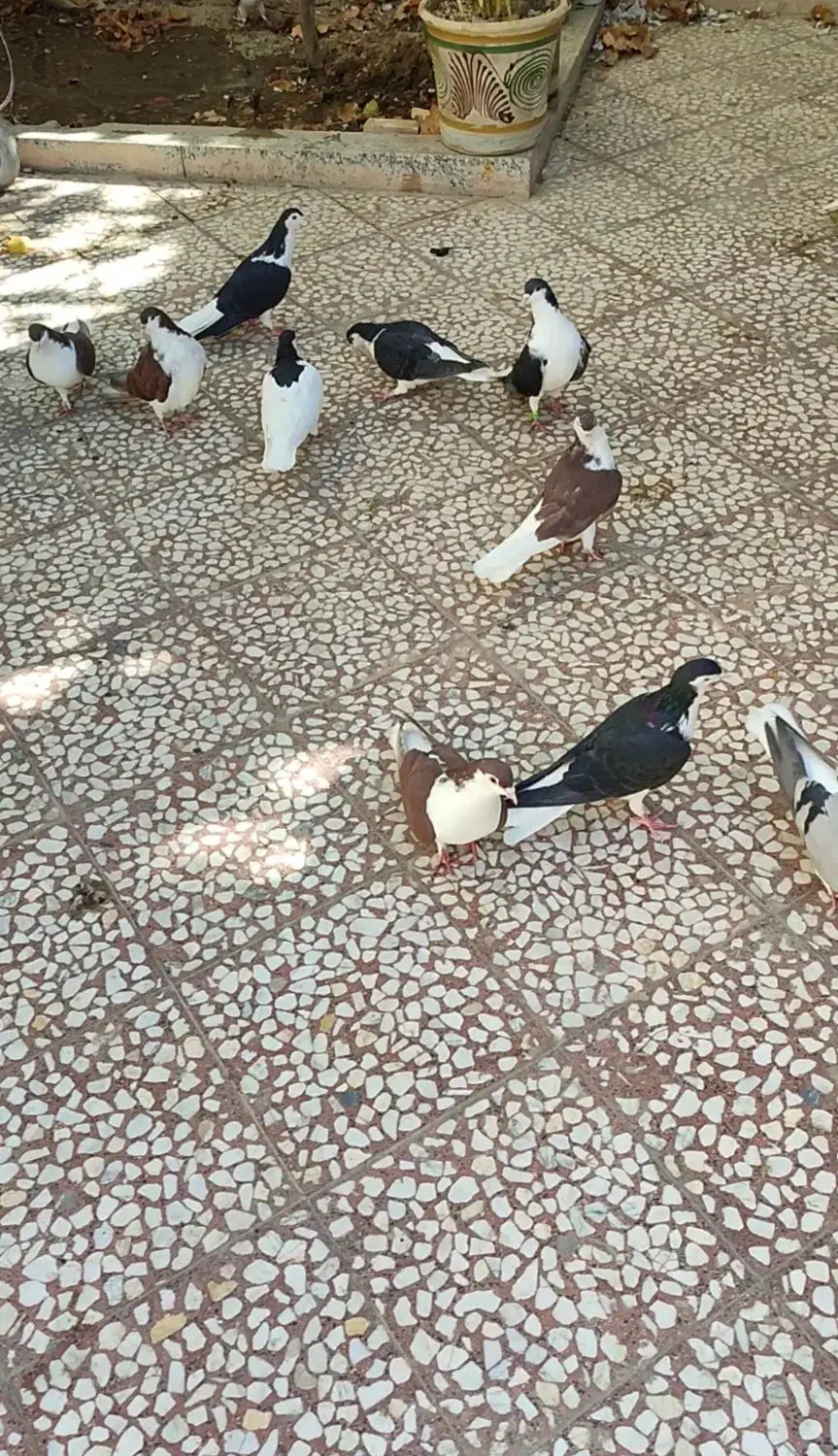 کبوتر دمگیر|پرنده|پیر بکران, |دیوار