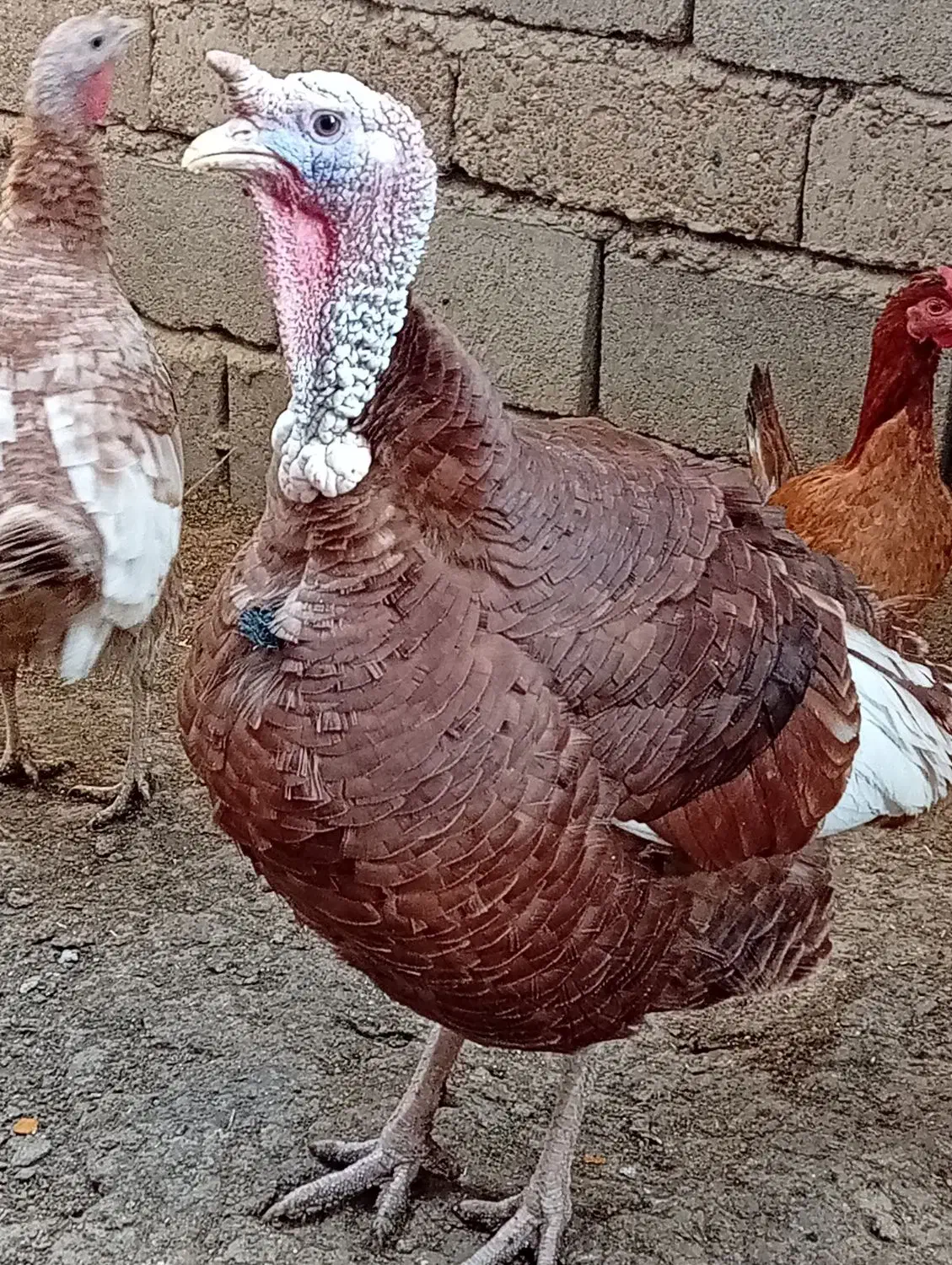 بوقلمون نر|حیوانات مزرعه|هامون, |دیوار