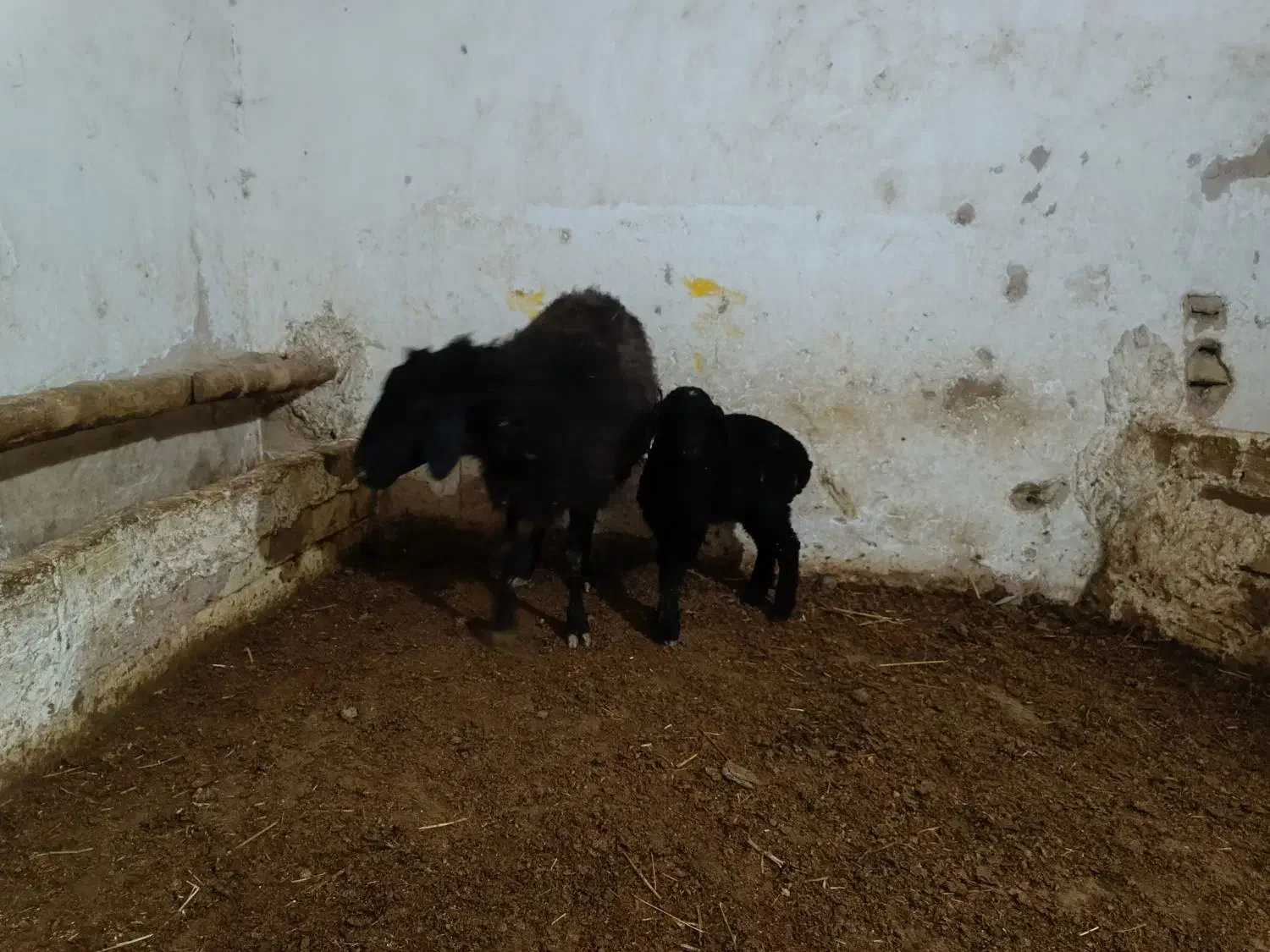 میش بره دار|حیوانات مزرعه|رامند, |دیوار