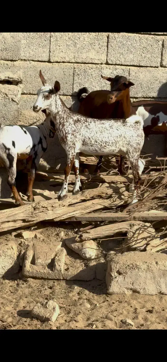 بزغاله خاص|حیوانات مزرعه|رامهرمز, |دیوار