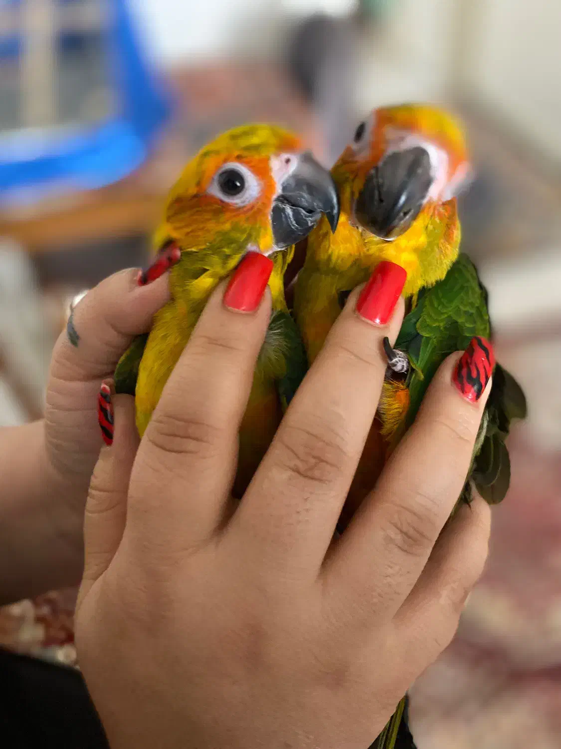 طوطی خورشیدی|پرنده|تهران, شیوا|دیوار