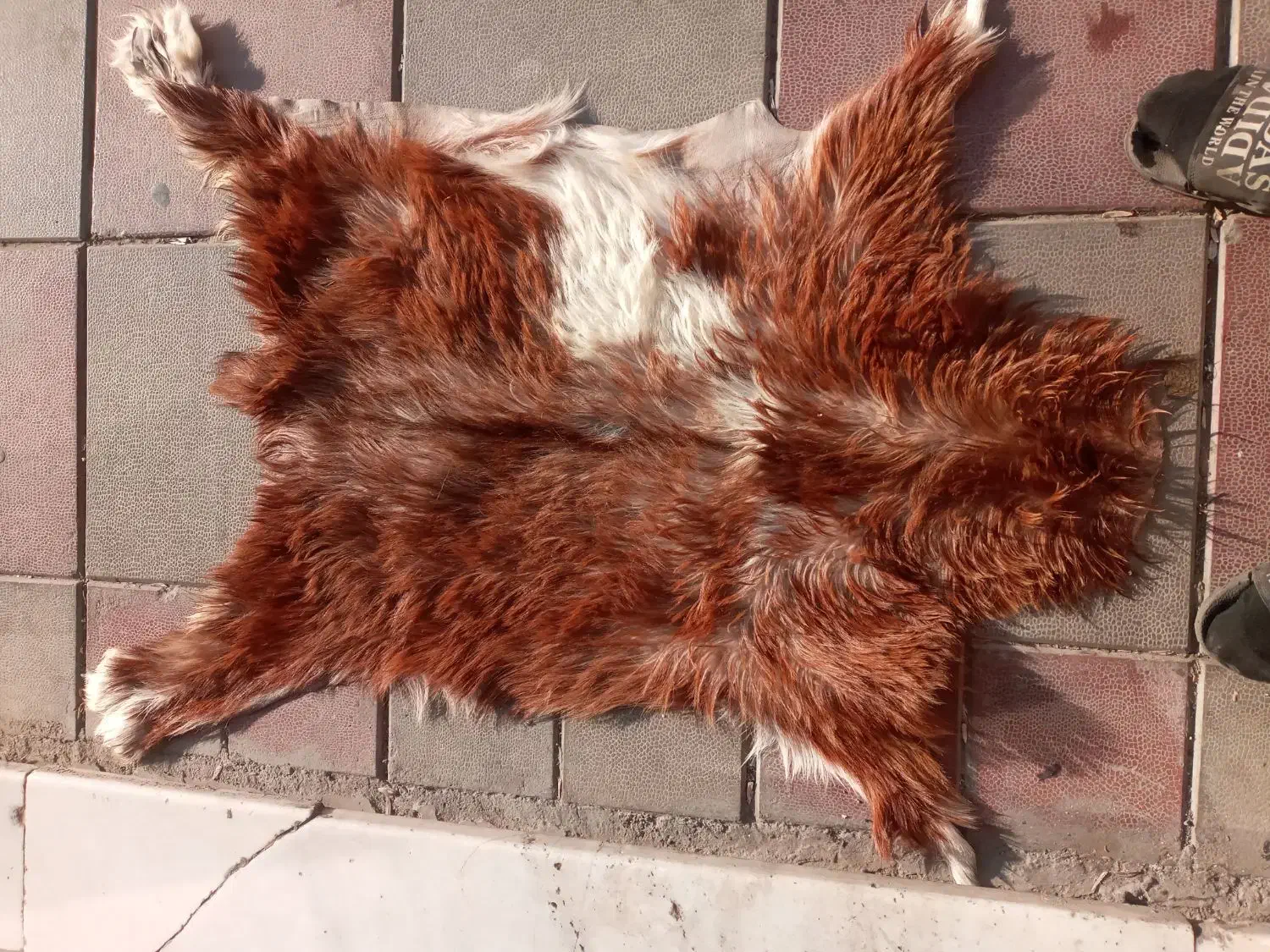 پوست بز|صنایع دستی و سایر لوازم تزئینی|گلستان (تهران), |دیوار