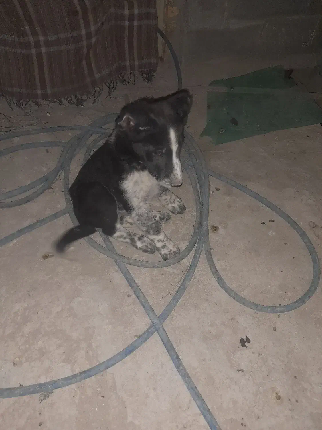 سگ نر قدریجونی|سگ|باغ ملک, |دیوار