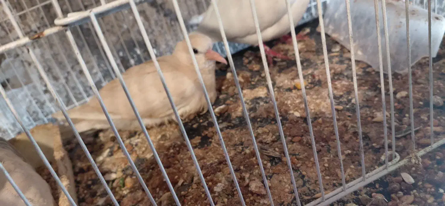 پرنده چینی|پرنده|مشهد, آبکوه|دیوار