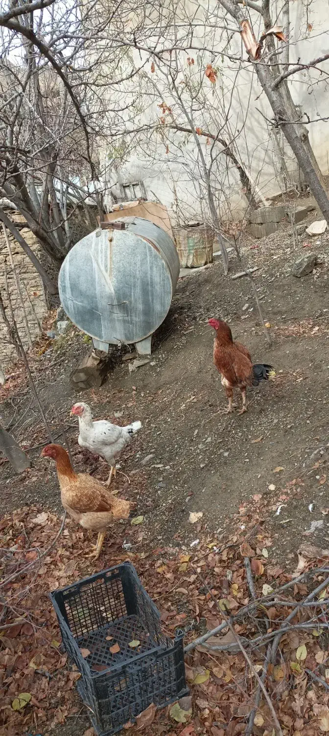 مرغ و خروس لاری|حیوانات مزرعه|سروآباد, |دیوار