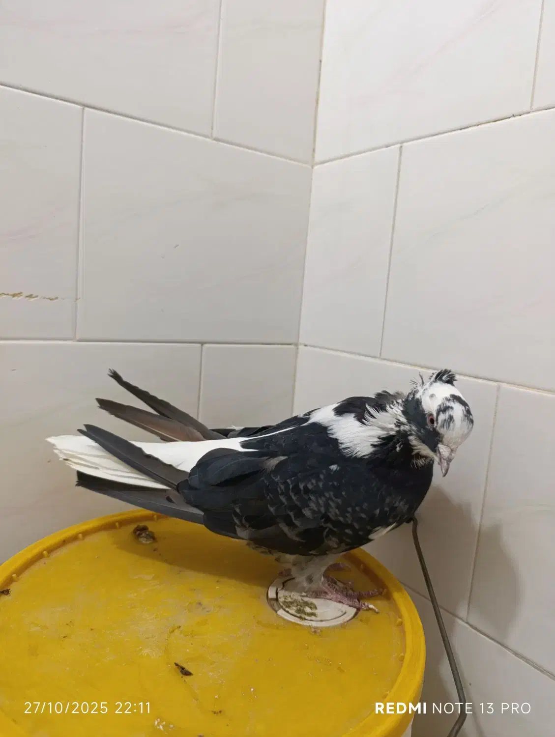 کبوترشاپر|پرنده|چرداول, |دیوار