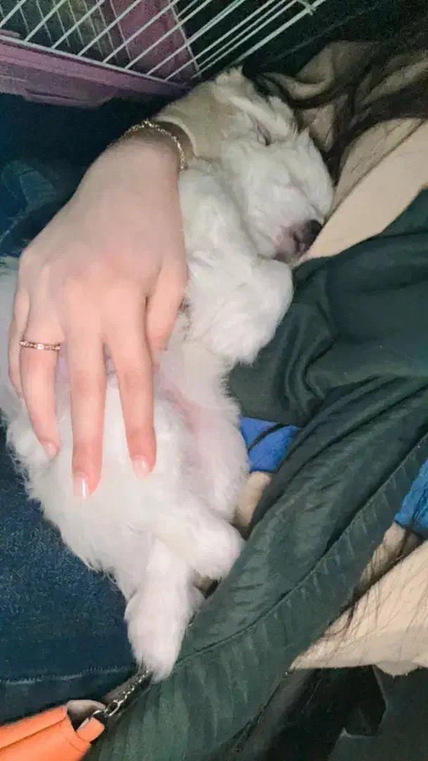 شیتزو عروسکی|سگ|شیراز, محراب|دیوار