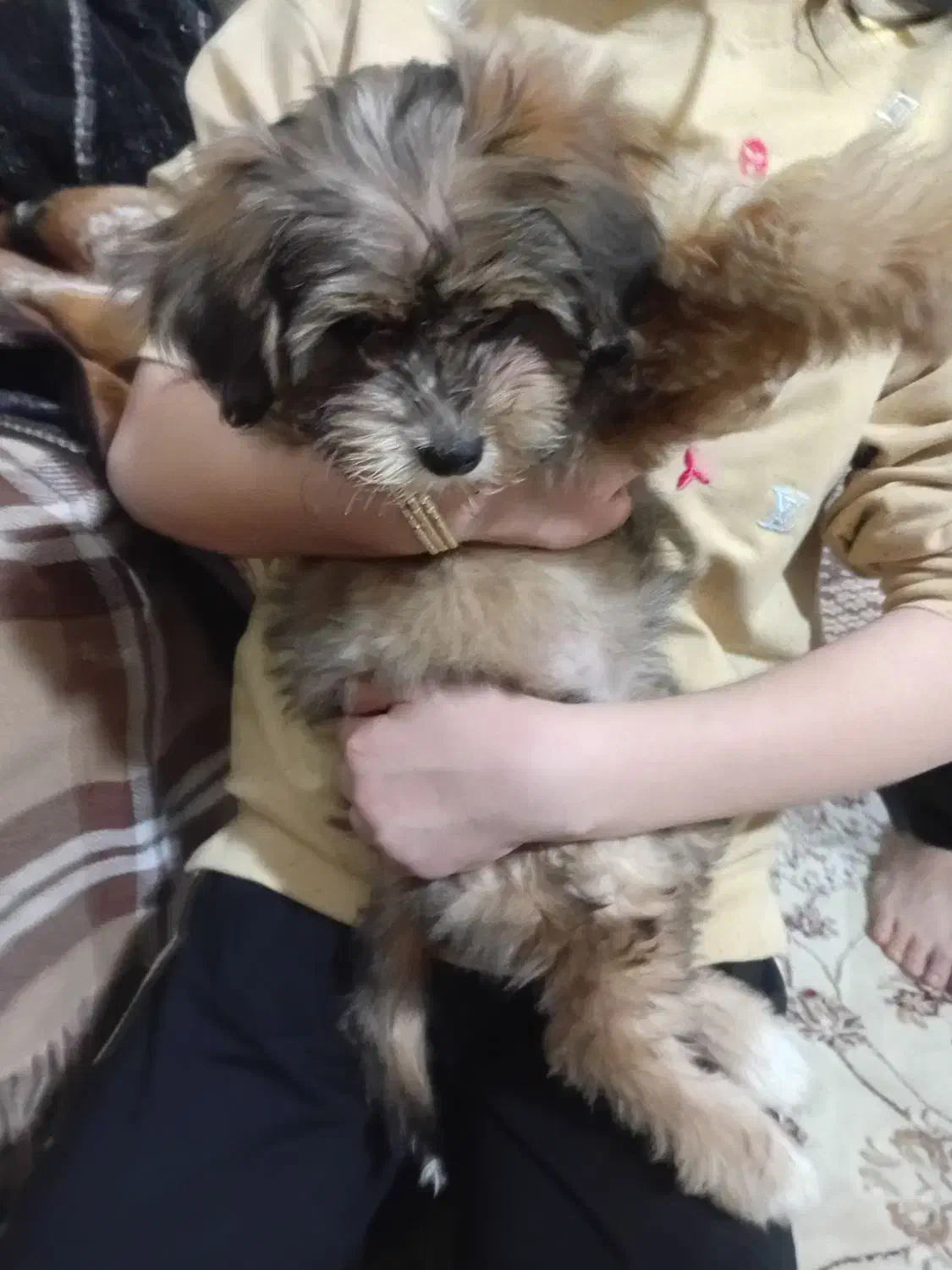 سگ کوچولو پاکوتاه|سگ|ارومیه, |دیوار